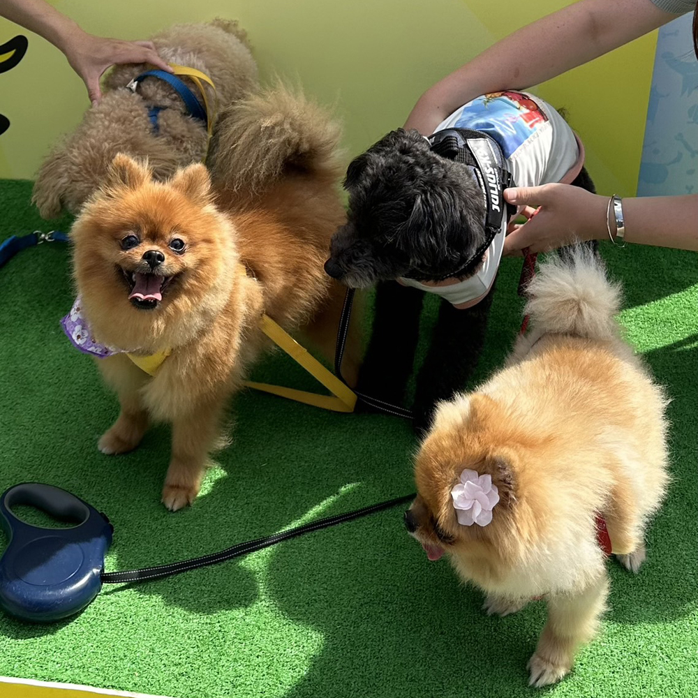 卒業犬のうみちゃんとミアちゃんの近況♪